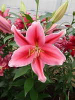 [4261 Lake Carey MakTL No02.JPG]